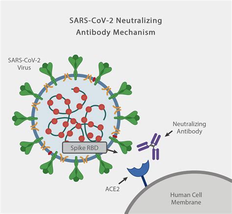 anti-sars-cov-2 neutralizing antibody elisa kit|SARS.